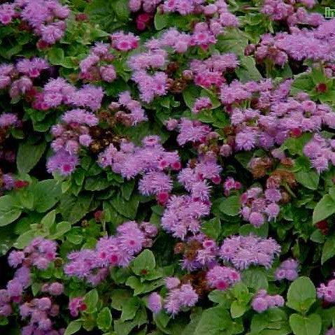 Ageratum houstonianum purpureum,Floss Flower Purple, Blue Ball - Kadiyam Nursery