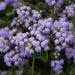 Ageratum houstonianum,Floss Flower - Kadiyam Nursery