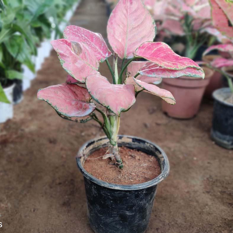 Aglaonema Anyanmanee Red Indoor Plant with Blue Metal Pot | Plant for Decorating Home | Office | Garden | Office Desk | Balcony | Kitchen Decor - Kadiyam Nursery