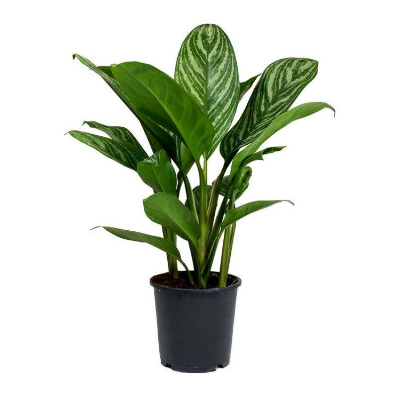 Aglaonema Commutatum Silver Queen|| Live Plants || Indoor||Plastic Pot||Plant Color Green|of Pot - Kadiyam Nursery