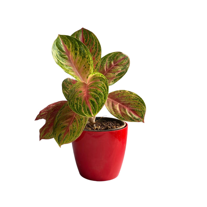 Aglaonema Prestige Premium Variety Natural Live Plant in Pot - Kadiyam Nursery