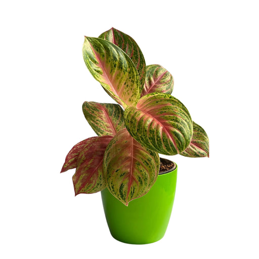 Aglaonema Prestige Premium Variety Natural Live Plant in Pot - Kadiyam Nursery