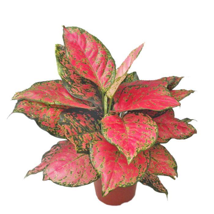 Aglaonema Red peacock - Kadiyam Nursery