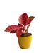 Aglaonema Red Valentine,Prestige Premium Variety Natural Live Plant in Pot - Kadiyam Nursery