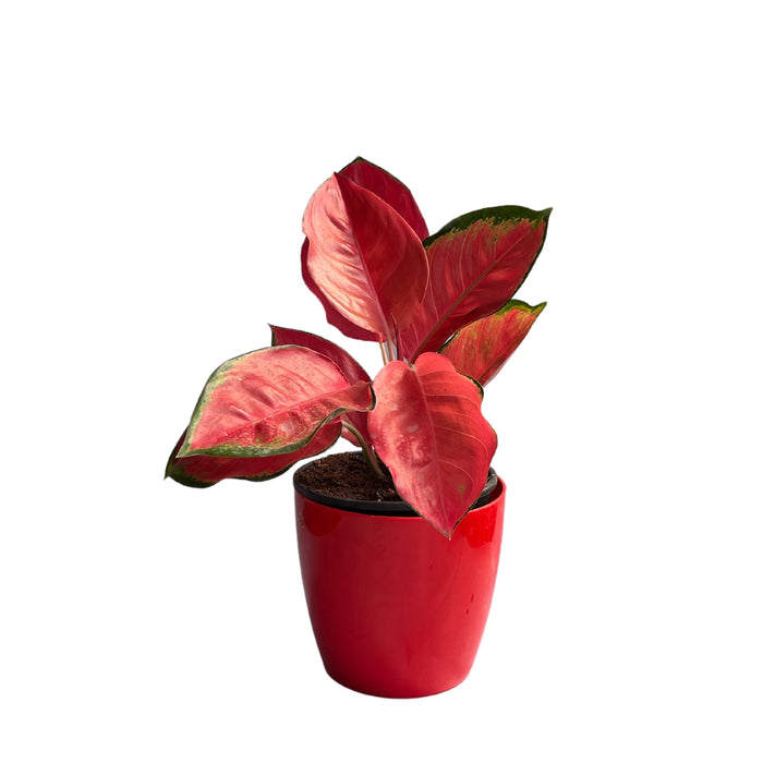 Aglaonema Red Valentine,Prestige Premium Variety Natural Live Plant in Pot - Kadiyam Nursery