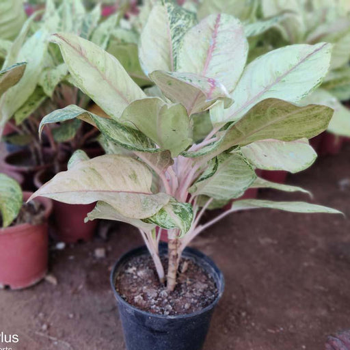 Aglaonema Silver king - Kadiyam Nursery