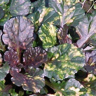 Ajuga reptans,Ajuga, Carpet Bugleweed - Kadiyam Nursery