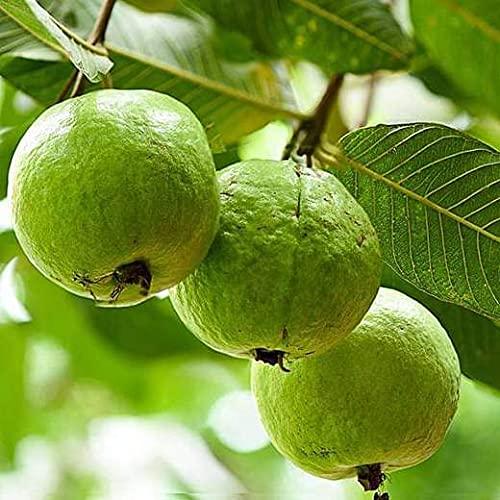 Allahabad Safeda Guava Delicious Fruit Plant For Home & Gardening Plant - Healthy Live 1 Plant - Kadiyam Nursery