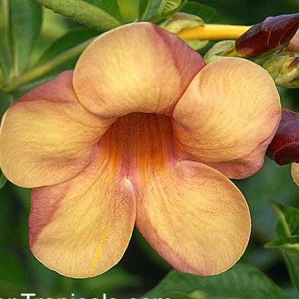 Allamanda Hybrids flowring plants(Brown) - Kadiyam Nursery