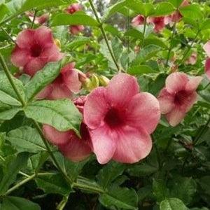 Allamanda Hybrids flowring plants(Vericagated) - Kadiyam Nursery