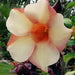 Allamanda Hybrids flowring plants(Vericagated) - Kadiyam Nursery