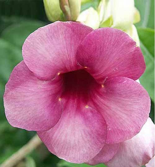 Allamanda Hybrids flowring plants(voilet) - Kadiyam Nursery