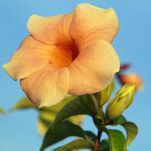 Allamanda Hybrids flowring plants(yellow) - Kadiyam Nursery