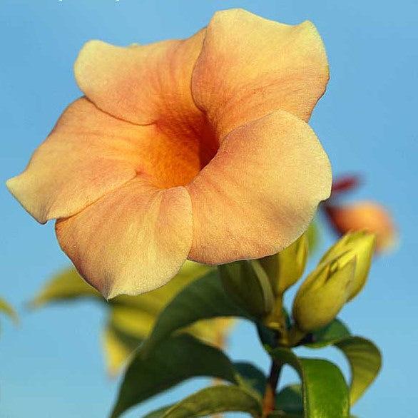 Allamanda Hybrids flowring plants(yellow) - Kadiyam Nursery