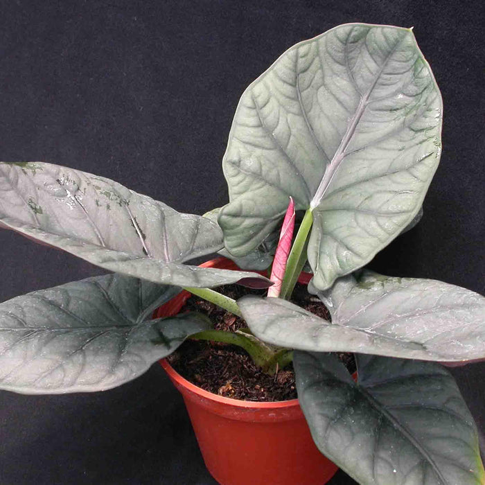 Alocasia caldium,Platone's Colocasia gigantea Thailand Giant Thai Giant Live Plant - 1 Healthy Live Plant - Kadiyam Nursery