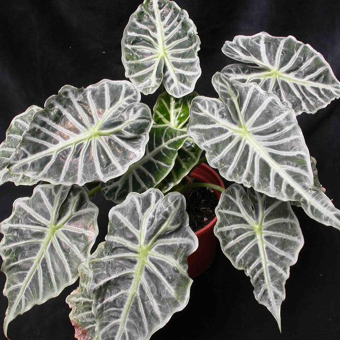 Alocasia Dwarf - Kadiyam Nursery