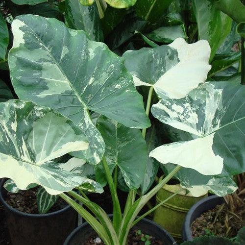 Alocasia Elephant Ears Variegated, Giant Alocasia plants - Kadiyam Nursery