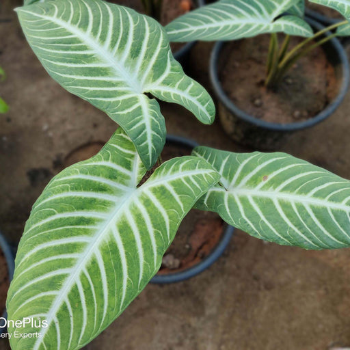 Alocasia Elephant,Borneo Giant Tropical Huge Elephant Ear Massive Foliage Plant For Growing Propagation - Kadiyam Nursery