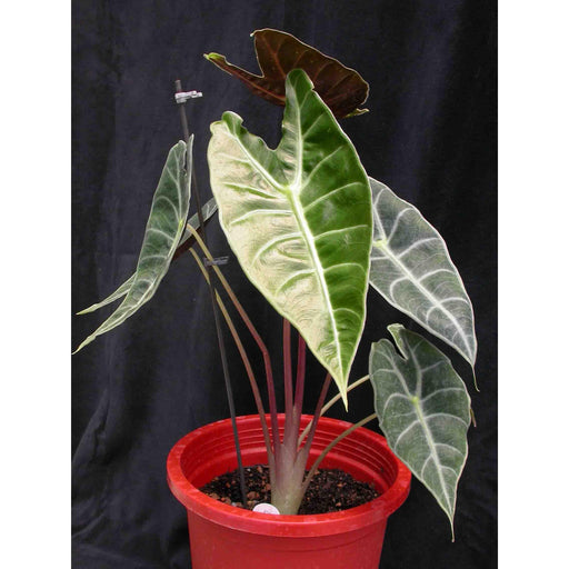 Alocasia longiloba - Kadiyam Nursery