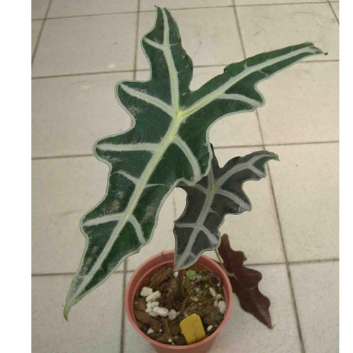 Alocasia Sanderiana,Elephant Ear Alocasia Amazonica Rare Miniature Variety Plant - Kadiyam Nursery