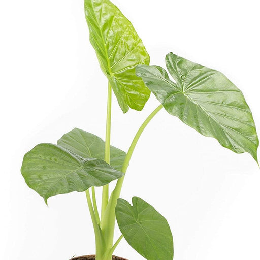 Alocasia yellow plants - Kadiyam Nursery