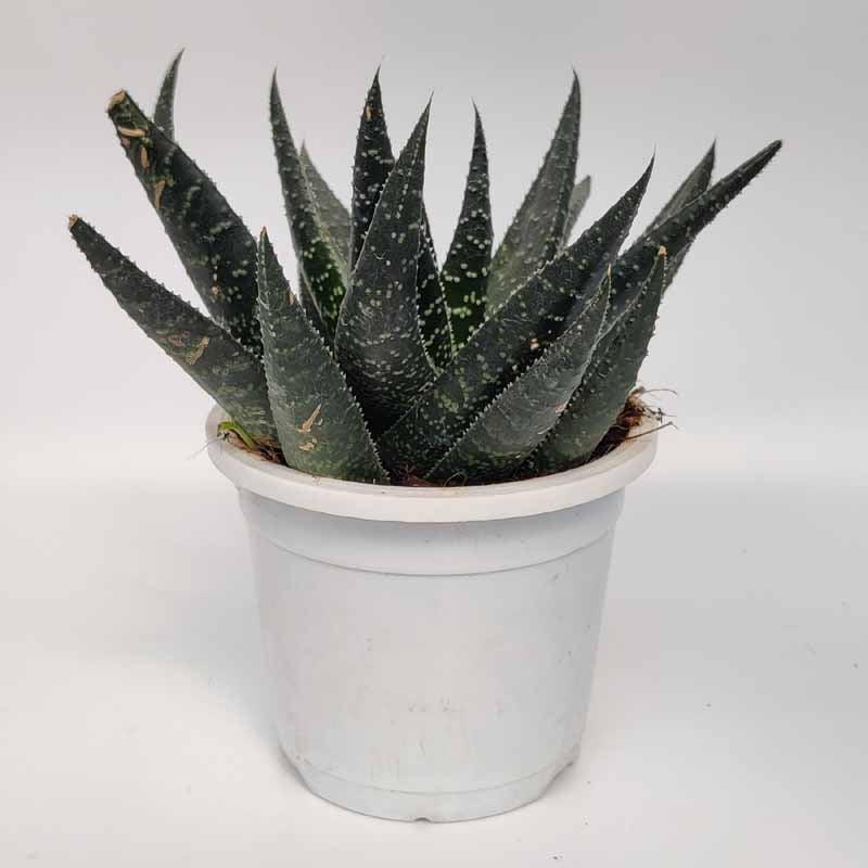 Aloe aristata plant,Aloe Aristata-Lace Aloe-Torch Plant-Bearded Aloe-Hardy Aloe-Torch Aloe Live - Kadiyam Nursery