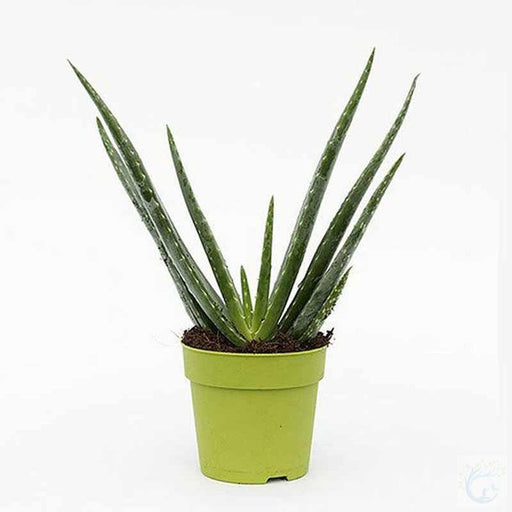 Aloe Vera Indoor - Kadiyam Nursery