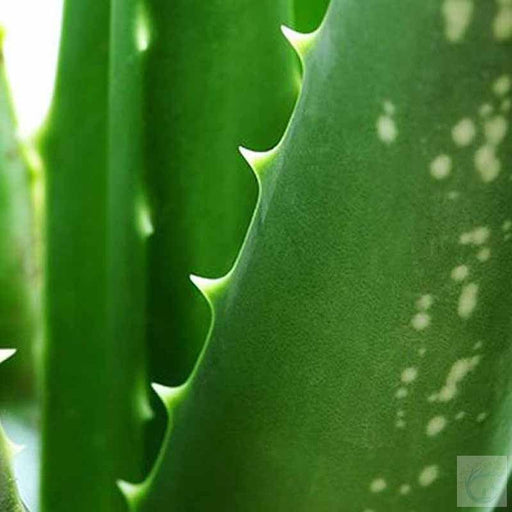 Aloe Vera Indoor - Kadiyam Nursery