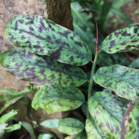 Alpinia new guinnensis,Spotted Alpinia, Spotted Ginger - Kadiyam Nursery