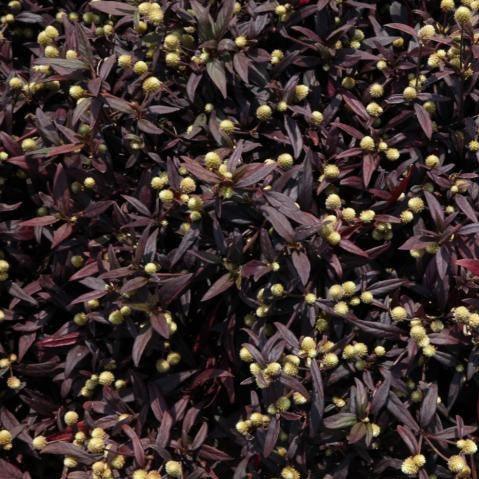 Alternanthera dentata purple kinght plant - Kadiyam Nursery