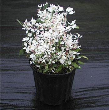 Alternanthera snow top plant - Kadiyam Nursery