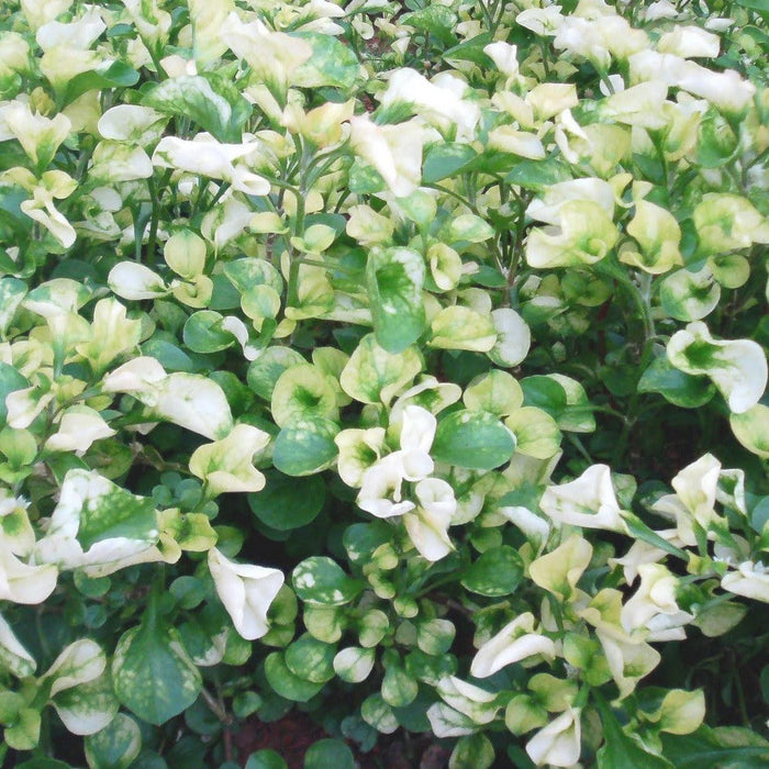 Alternanthera species variegata - Kadiyam Nursery