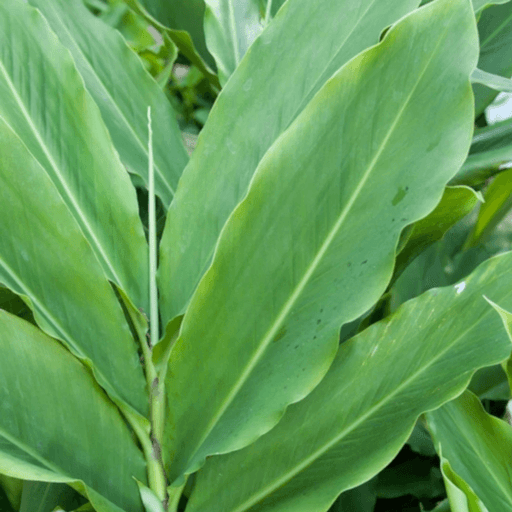 Amomum cardamomum, Elettaria cardamomum plants - Kadiyam Nursery