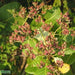 Anacardium occidentale, Acajou occidentale,Cashew Nut, Kaju, Cashew Apple - Kadiyam Nursery