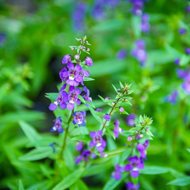 Angelonia angustifolia dwarf plant - Kadiyam Nursery