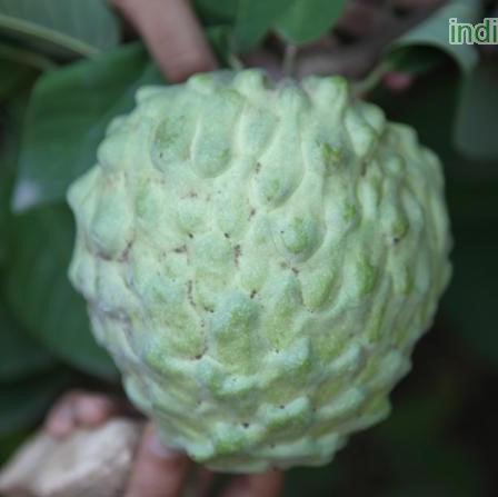 Annona cherimola,Cherimoya, Clustered Apple - Kadiyam Nursery