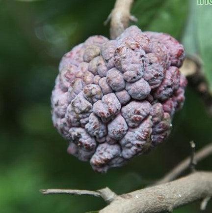 Annona squammosa rubra,Custard Apple Red, Sugar Apple Red - Kadiyam Nursery
