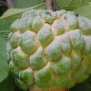 Annona squammosa,Custard Apple, Sugar Apple - Kadiyam Nursery