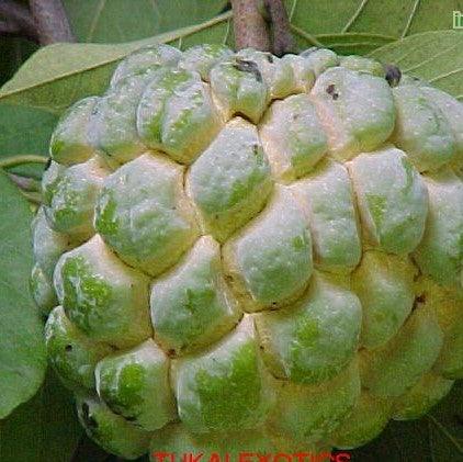 Annona squammosa,Custard Apple, Sugar Apple - Kadiyam Nursery