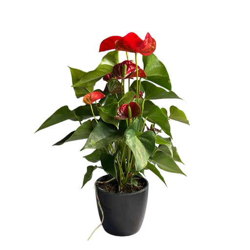 Anthurium Indoor Plant Red Sucess flamingo flower, Tail flower, painter's palette 1 healthy Live Plant On Pot - Kadiyam Nursery