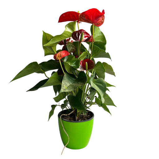 Anthurium Indoor Plant Red Sucess flamingo flower, Tail flower, painter's palette 1 healthy Live Plant On Pot - Kadiyam Nursery