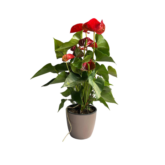 Anthurium Indoor Plant Red Sucess flamingo flower, Tail flower, painter's palette 1 healthy Live Plant On Pot - Kadiyam Nursery