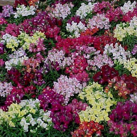 Antirrhinum majus dwarf,Snap Dragon Dwarf, Dragon -jaws - Kadiyam Nursery