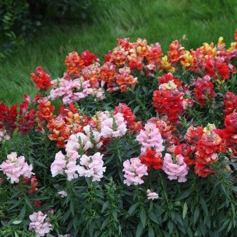 Antirrhinum majus,Snap Dragon Tall, Floral Snap Dragon, Dragon Jaws - Kadiyam Nursery