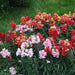 Antirrhinum majus,Snap Dragon Tall, Floral Snap Dragon, Dragon Jaws - Kadiyam Nursery