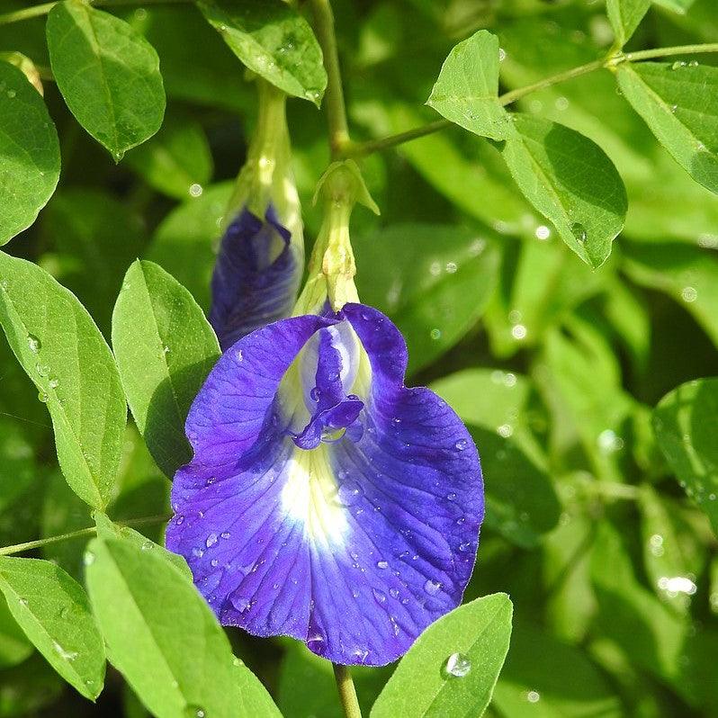 Aparajita Climbing Clitoria Ternatea Flower and Neelkanta Flower Plant (Blue) - Kadiyam Nursery