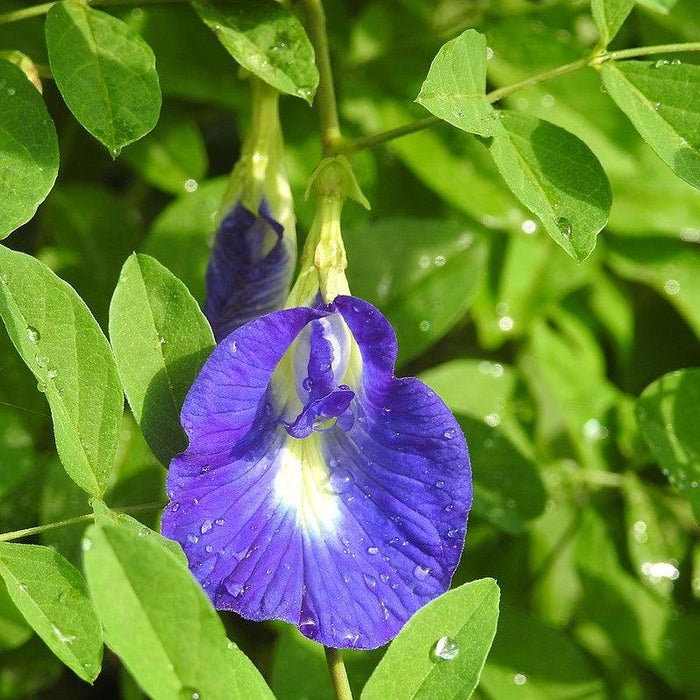 Aparajita Climbing Clitoria Ternatea Flower and Neelkanta Flower Plant (Blue) - Kadiyam Nursery