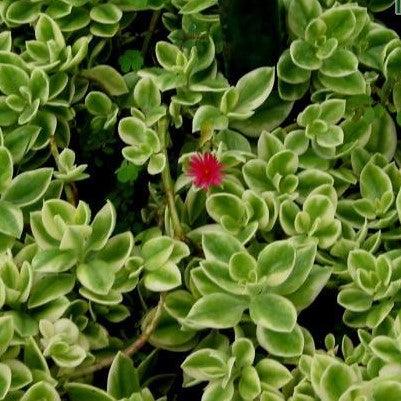 Aptenia cordifolia marginata,Variegated Baby Sun Rose - Kadiyam Nursery