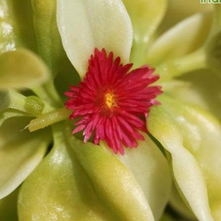 Aptenia cordifolia variegata aurea,Baby Sun Rose Yellow Variegated - Kadiyam Nursery