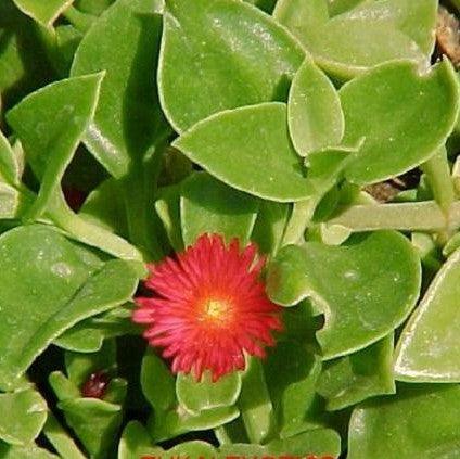 Aptenia cordifolia,Baby Sun Rose Red, Ice Plants - Kadiyam Nursery